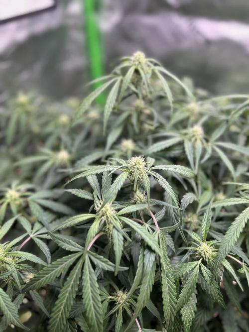 Goat’Lato. Week 4