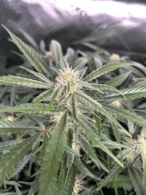Goat’Lato. Week 5
