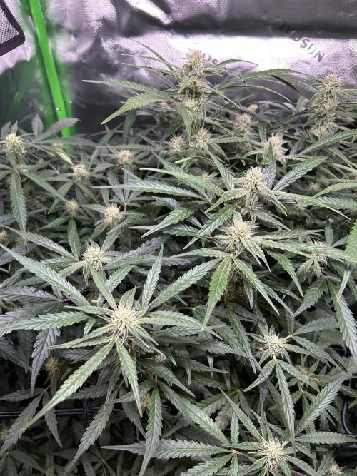 Goat’Lato. Week 5