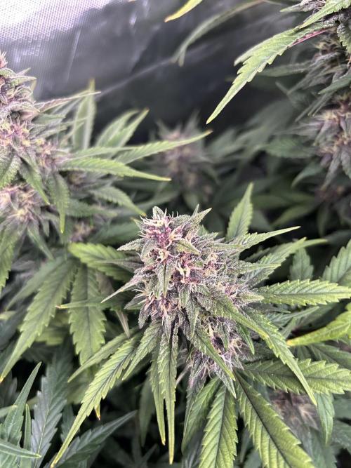 BPP RF3. Week 6