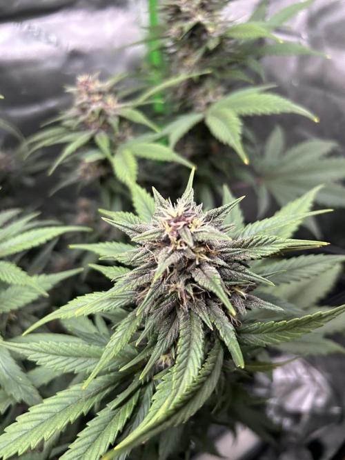 BPP RF3. Week 6