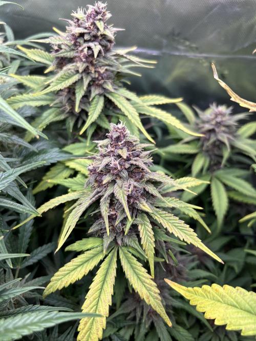 BPP RF3. Week 7