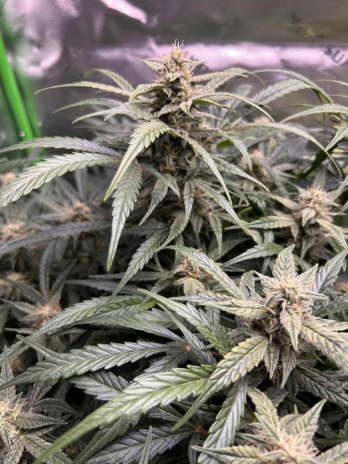 Goat’Lato. Week 6