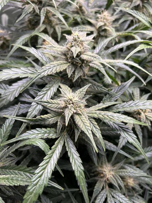 Goat’Lato. Week 6