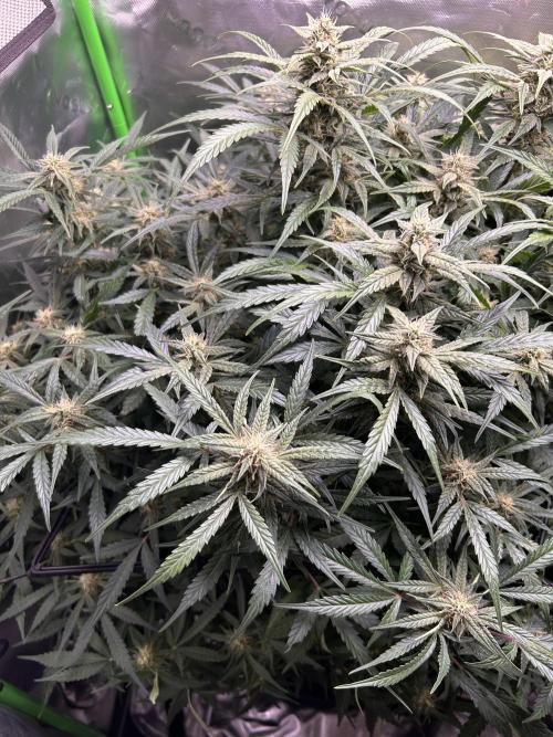 Goat’Lato. Week 6