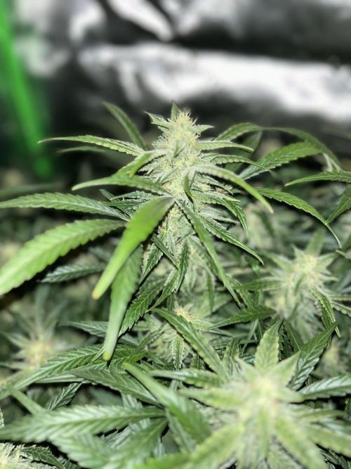 Goat’Lato. Week 6