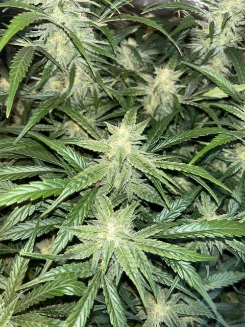 Goat’Lato. Week 6