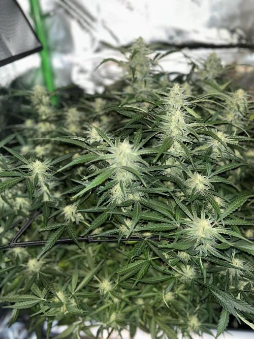Goat’Lato. Week 6