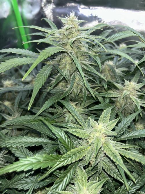 GOAT'lato Automatic . Week 6