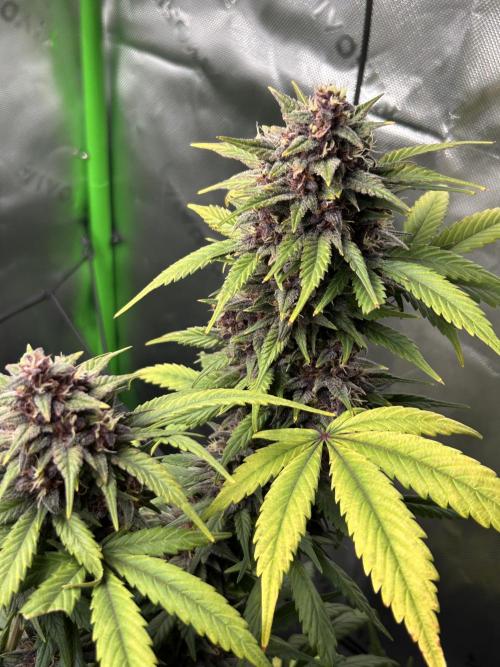 BPP RF3. Week 8