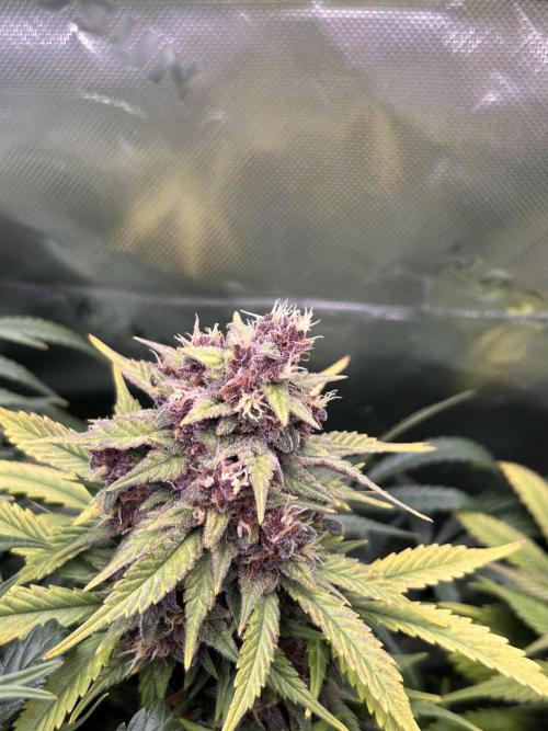 BPP RF3. Week 8