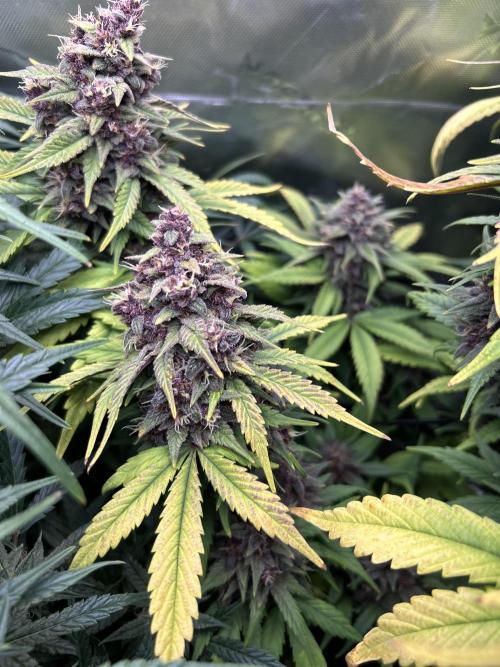 BPP RF3. Week 8