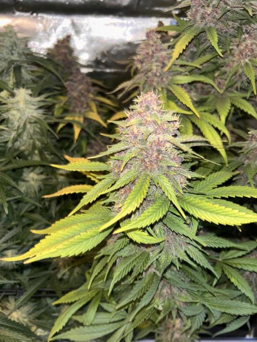 BPP RF3. Week 8