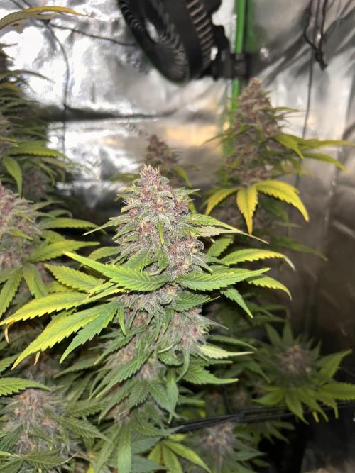 BPP RF3. Week 8