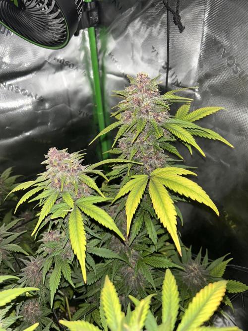 BPP RF3. Week 8
