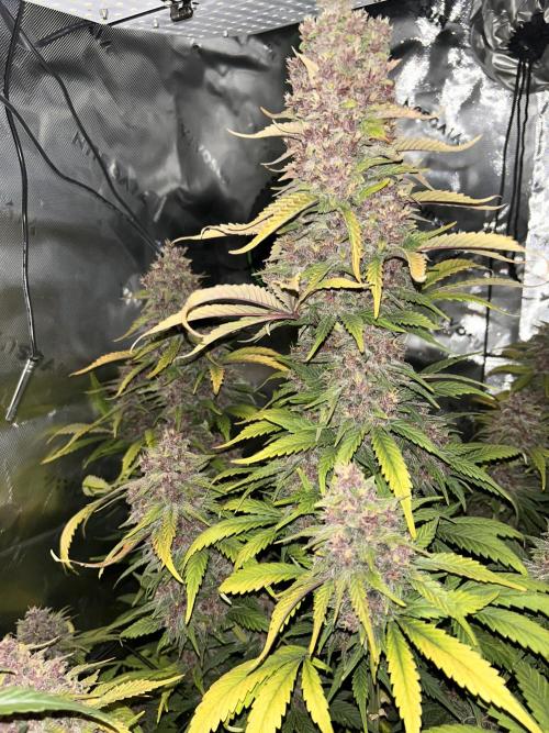 BPP RF3. Week 8