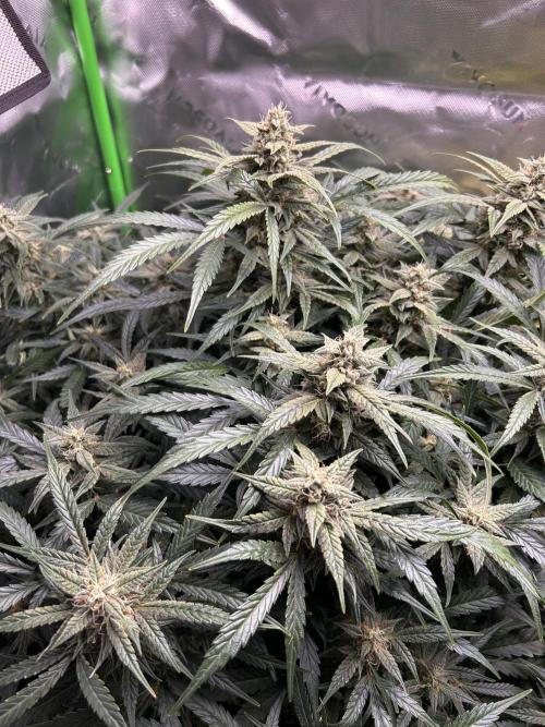 Goat’Lato. Week 7