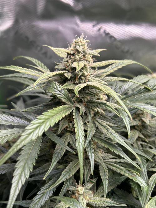 Goat’Lato. Week 7