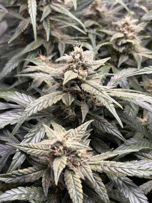 Goat’Lato. Week 7