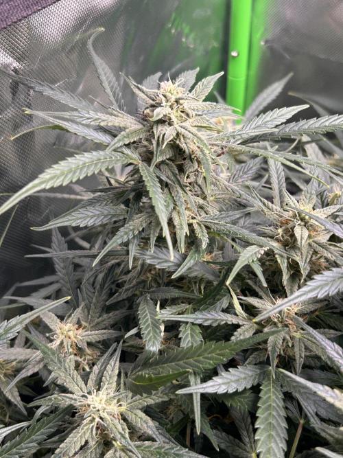 Goat’Lato. Week 7