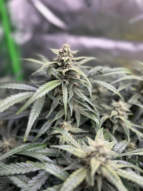 Goat’Lato. Week 7