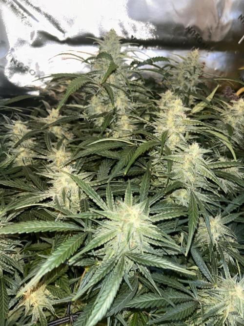 Goat’Lato. Week 7