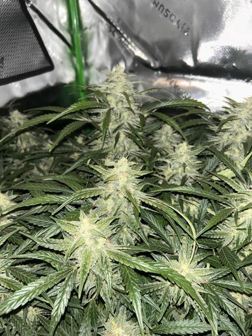 Goat’Lato. Week 7