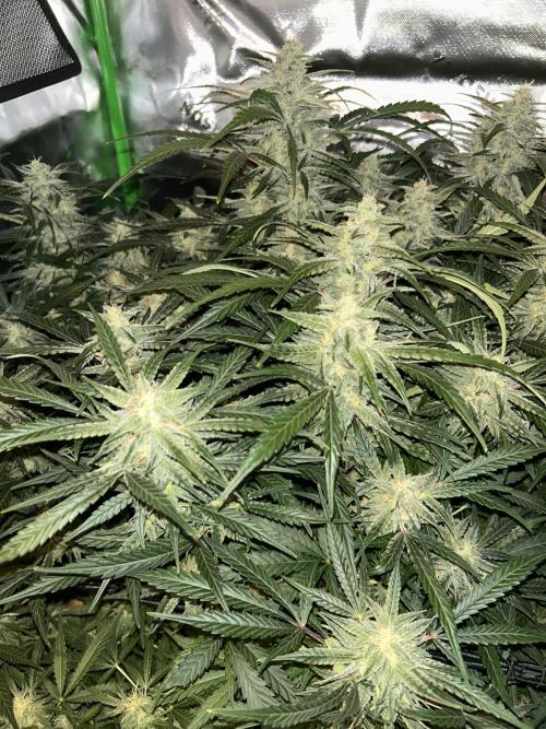 GOAT'lato Automatic . Week 7
