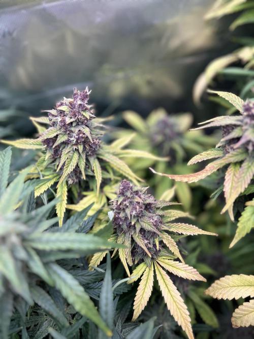 BPP RF3. Week 9
