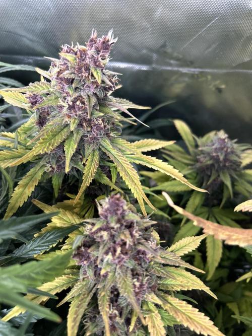 BPP RF3. Week 9