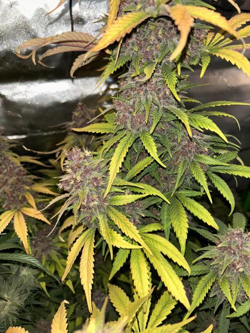 BPP RF3. Week 9