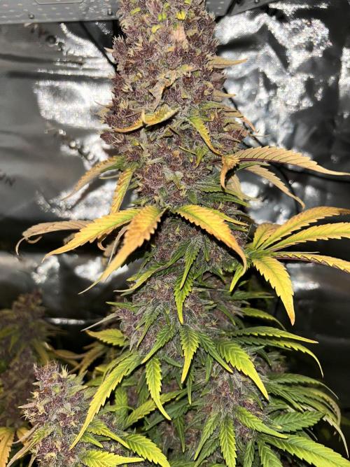 BPP RF3. Week 9