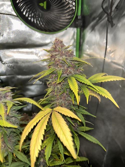 BPP RF3. Week 9