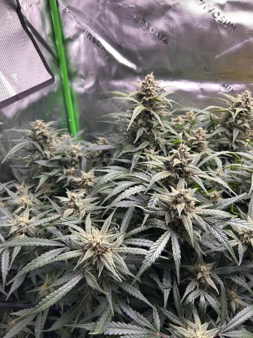 Goat’Lato. Week 8