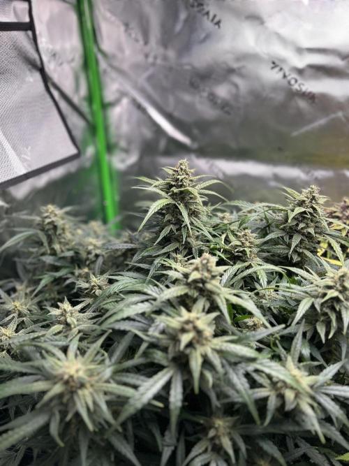 Goat’Lato. Week 8
