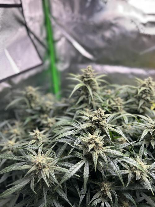 Goat’Lato. Week 8