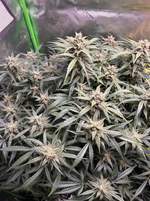Goat’Lato. Week 8
