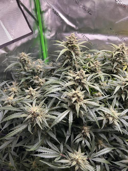 Goat’Lato. Week 8