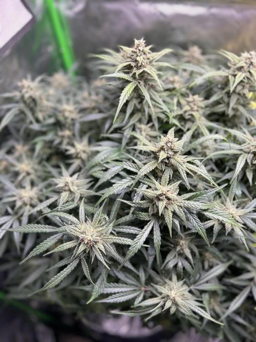 Goat’Lato. Week 8