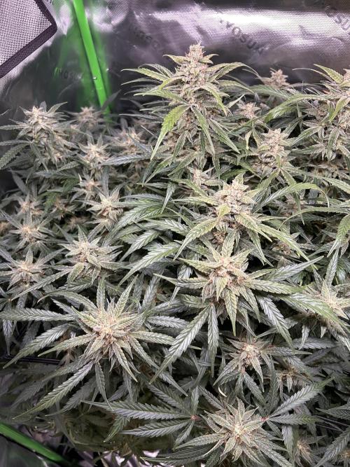 Goat’Lato. Week 8