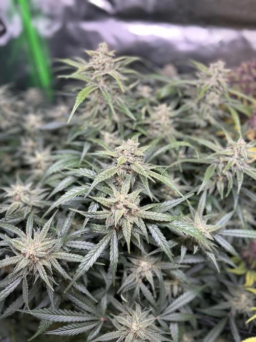 Goat’Lato. Week 8