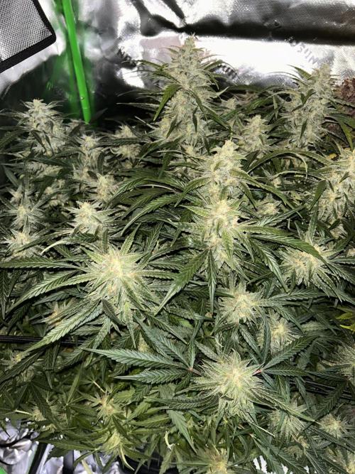 Goat’Lato. Week 8