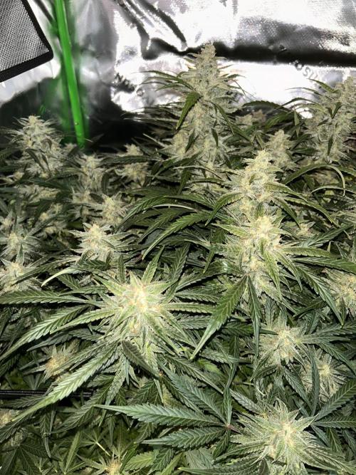 Goat’Lato. Week 8