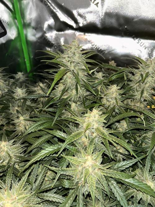 GOAT'lato Automatic . Week 8