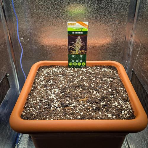 AK Automatic - Spliff Seeds | 40x40 LED. Week 0 - Final pot prepared with BioBizz Light-Mix.