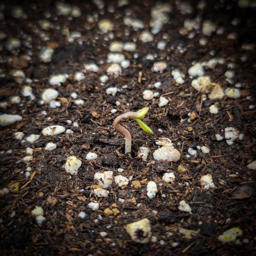 AK Automatic - Spliff Seeds | 40x40 LED. Week 1 - Hi, welcome little plant! First seed, and it's a hit 😃