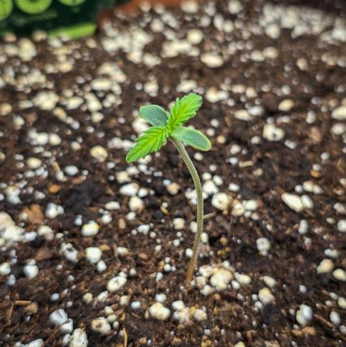 AK Automatic - Spliff Seeds | 40x40 LED. Week 1 - A few days later: The seedling is doing well.