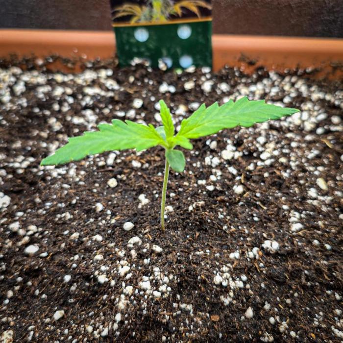 AK Automatic - Spliff Seeds | 40x40 LED. Week 2 - Today the plant is already 7cm tall and looks very healthy.
