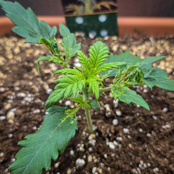 AK Automatic - Spliff Seeds | 40x40 LED. Week 3