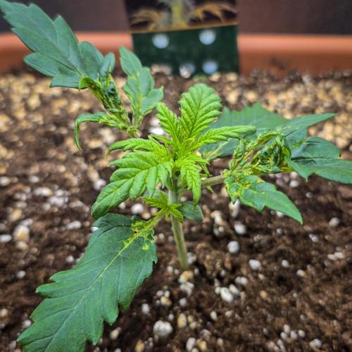 AK Automatic. Week 3